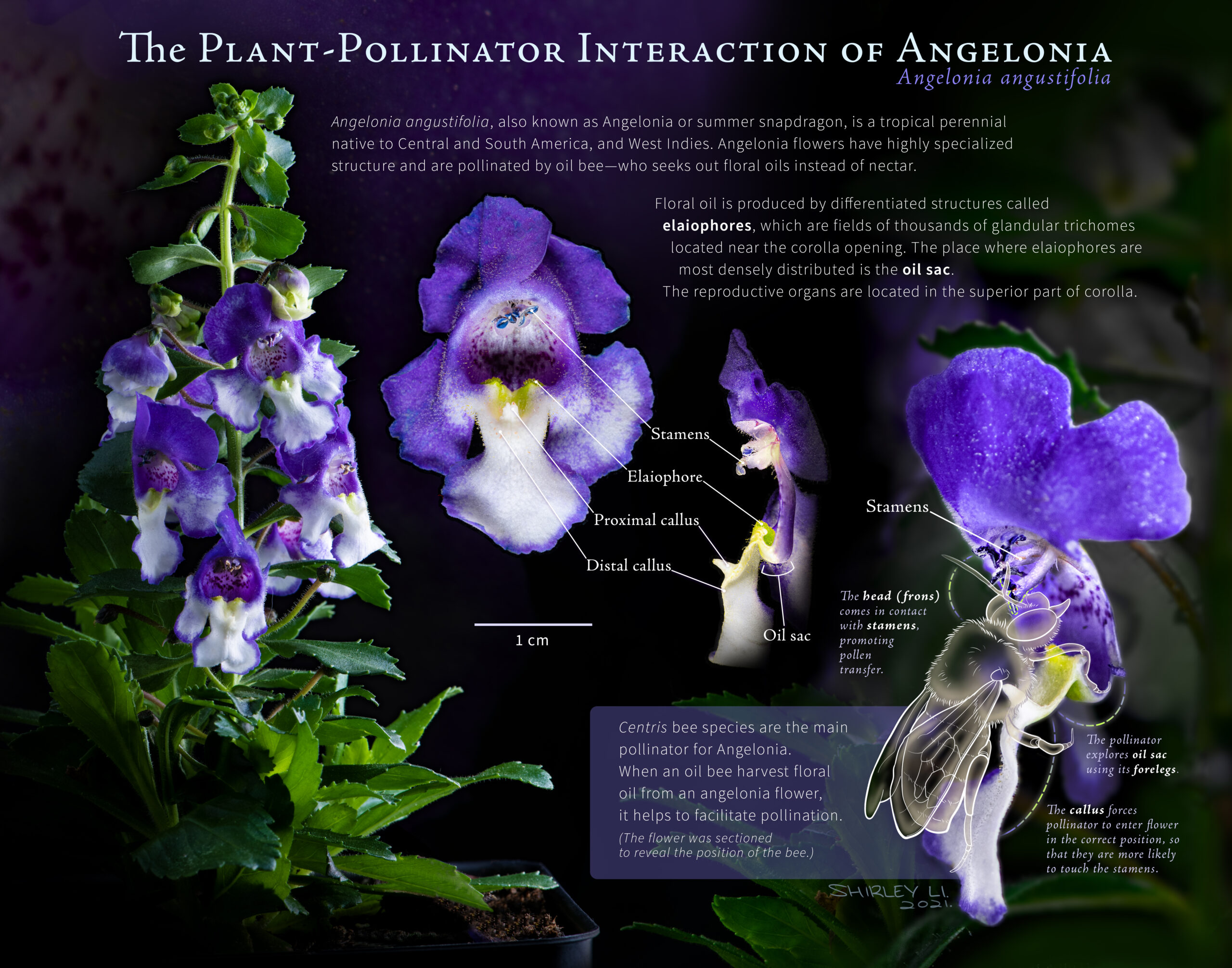 You are currently viewing Angelonia