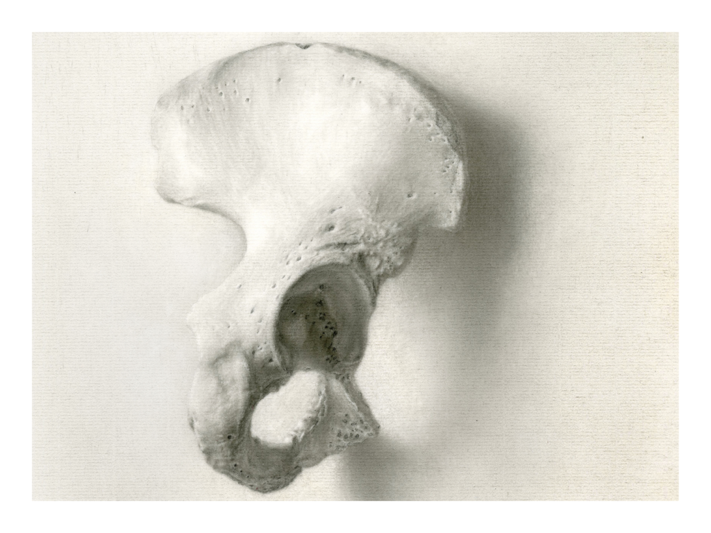 Hip Bone Shirley Li Studio